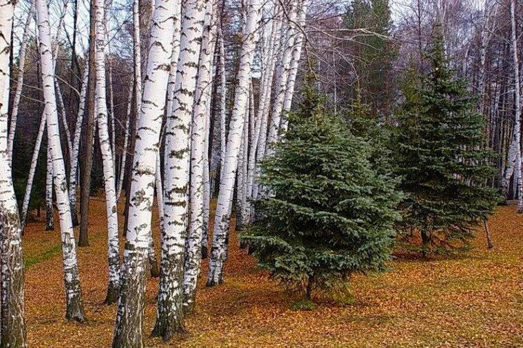 Березово Сосновый лес. Смешанный лес ель береза. Березовые Рощи Ильменского заповедника. Березовый лес смешанный. Березовая ель