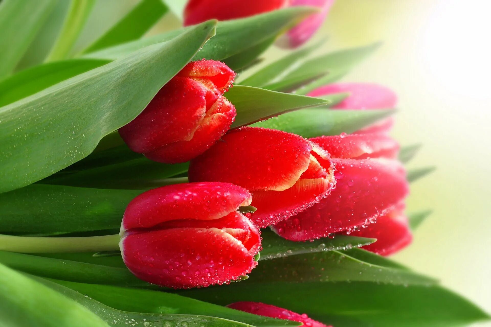 Красные тюльпаны красиво. Красивые тюльпаны. Весенние цветы тюльпаны. Красные тюльпаны.