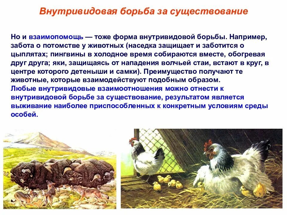 Во внутривидовой конкуренции в конечном итоге побеждают