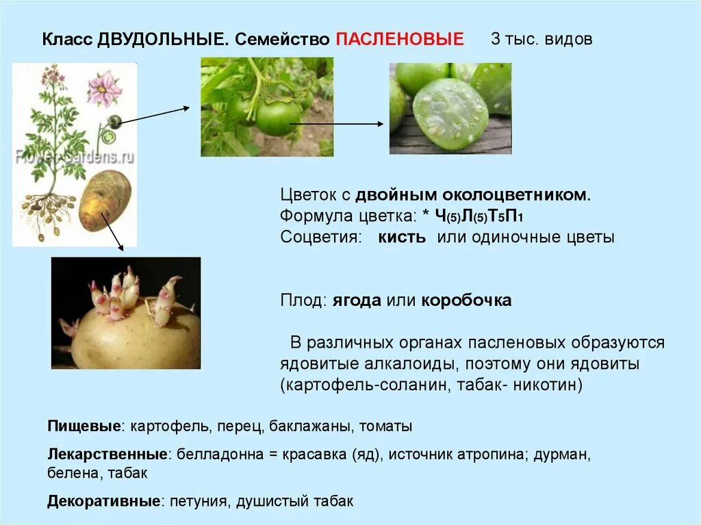 Покрытосеменные пасленовые двудольные. Класс двудольные семейство Пасленовые. Характеристика класс двудольные семейство Пасленовые. Отдел Покрытосеменные Пасленовые семейство. Класс двудольные растения семейства Пасленовые.