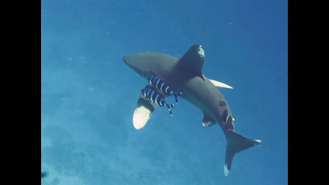 рифовая акула шарм эль шейх. карта нападения акул в шарм-эль-шейхе. акулы в шарм эль шейхе 2024. рифовая акула шарм эль шейх. рифовая акула шарм эль шейх.