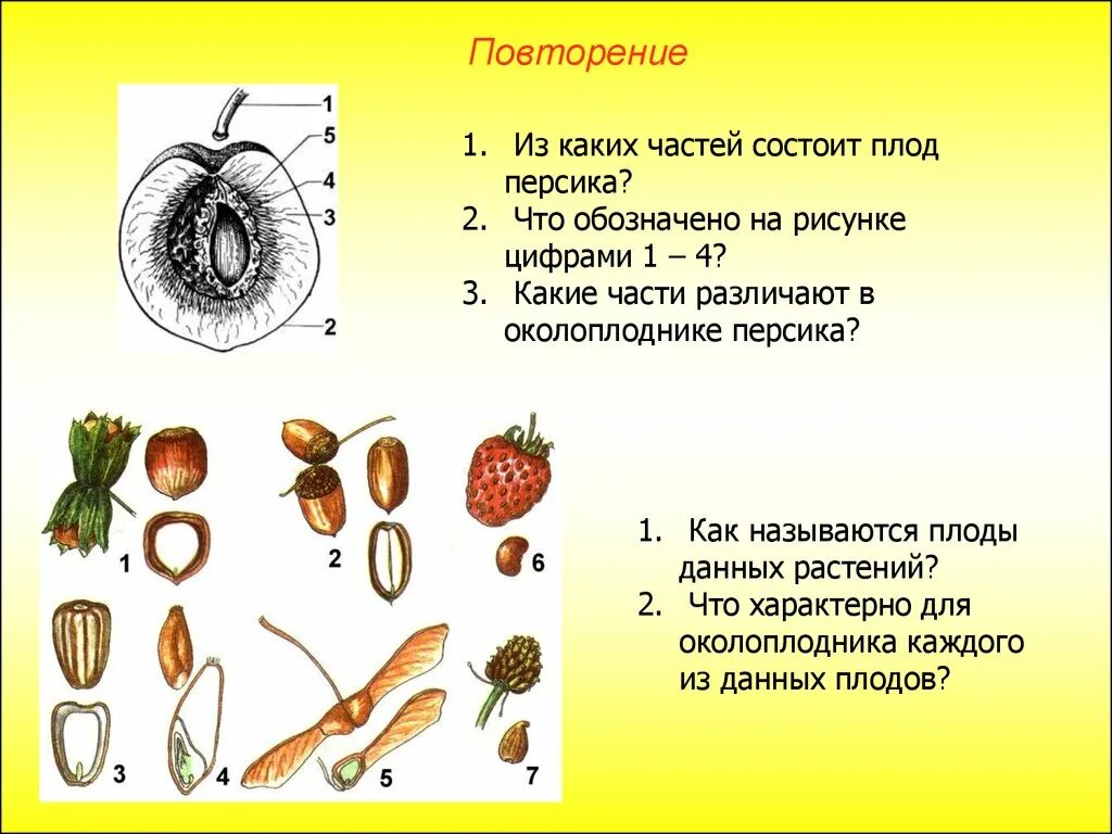 Какие типы плодов изображены на рисунке. Строение плода 6 класс. Строение плодов и семян. Околоплодник у двудольных растений. Типы плодов однодольных растений.