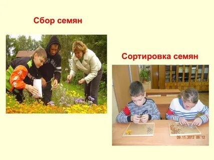 Соберите семена