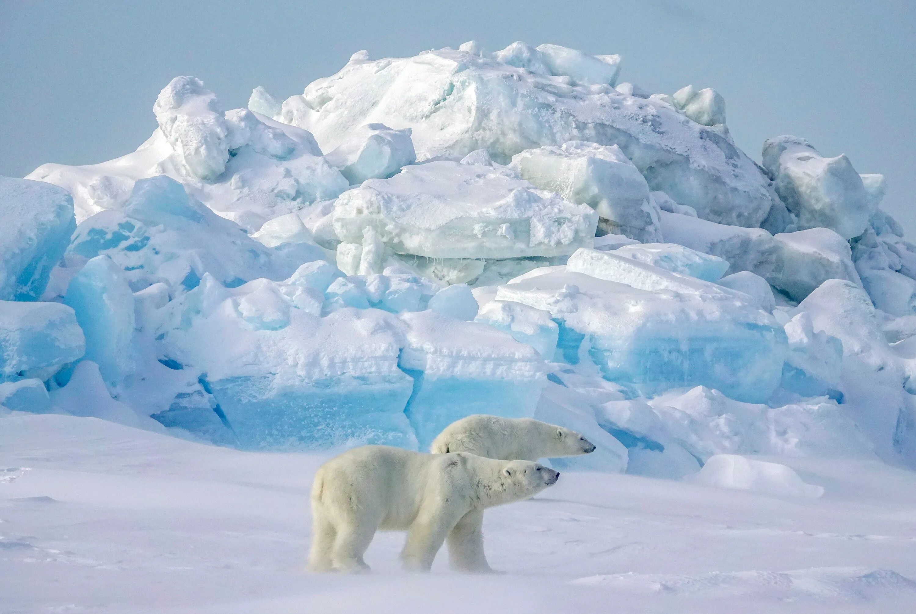 Белые медведи в Антарктиде. Животные Антарктиды белый медведь. Белые медведи в Арктике. Белый медведь Северный полюс.