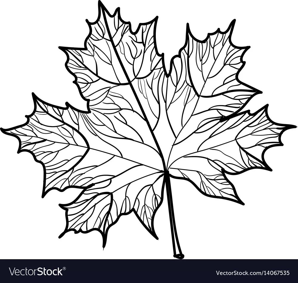 Hand drawn maple leaf isolated Royalty Free Vector Image