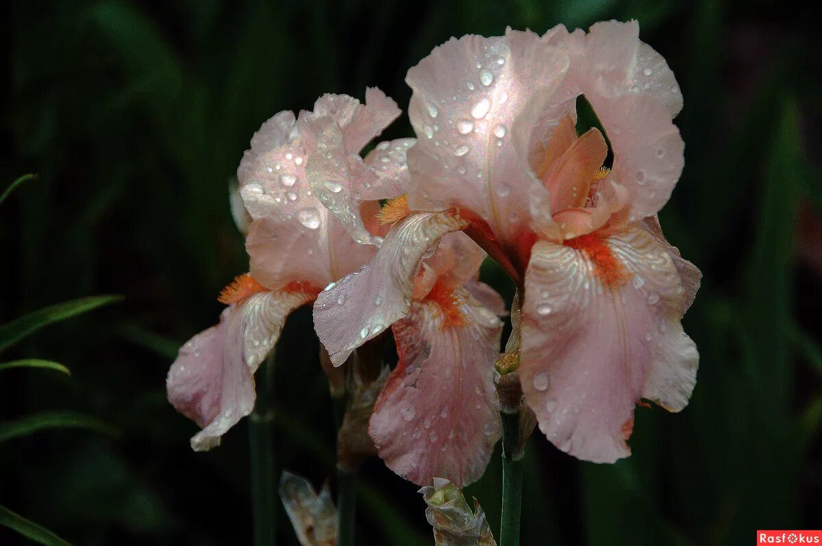 Ирис розовый перец. Ирис розовый перец. Перец розовый горошком айдиго. Ирис розовый фото. Ирис latin lark.