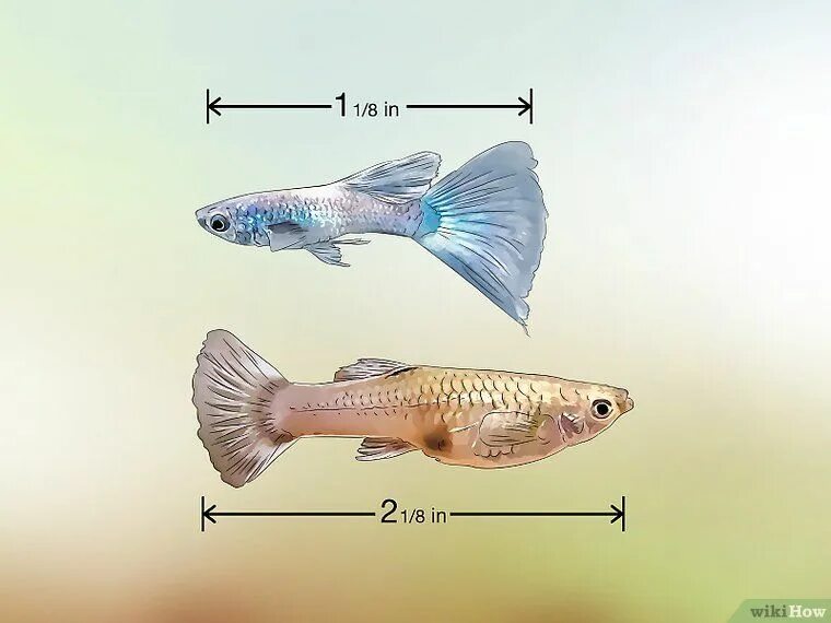 Как отличить рыбок самца от самки. Гуппи рыбки самки. Гуппи рыбки самки и самцы. Гуппи самец и самка. Гуппи самцы.