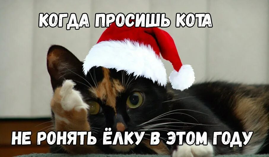 Год кота мем. Новогодние мемы с котом. Кот новый год Мем. Кот уронил елку с надписями. Ронял елку.