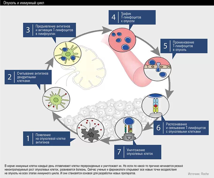 Этиология онкологических заболеваний. Схема развития опухоли. Механизм противоопухолевого иммунитета схема. Иммунный ответ организма на опухоль.