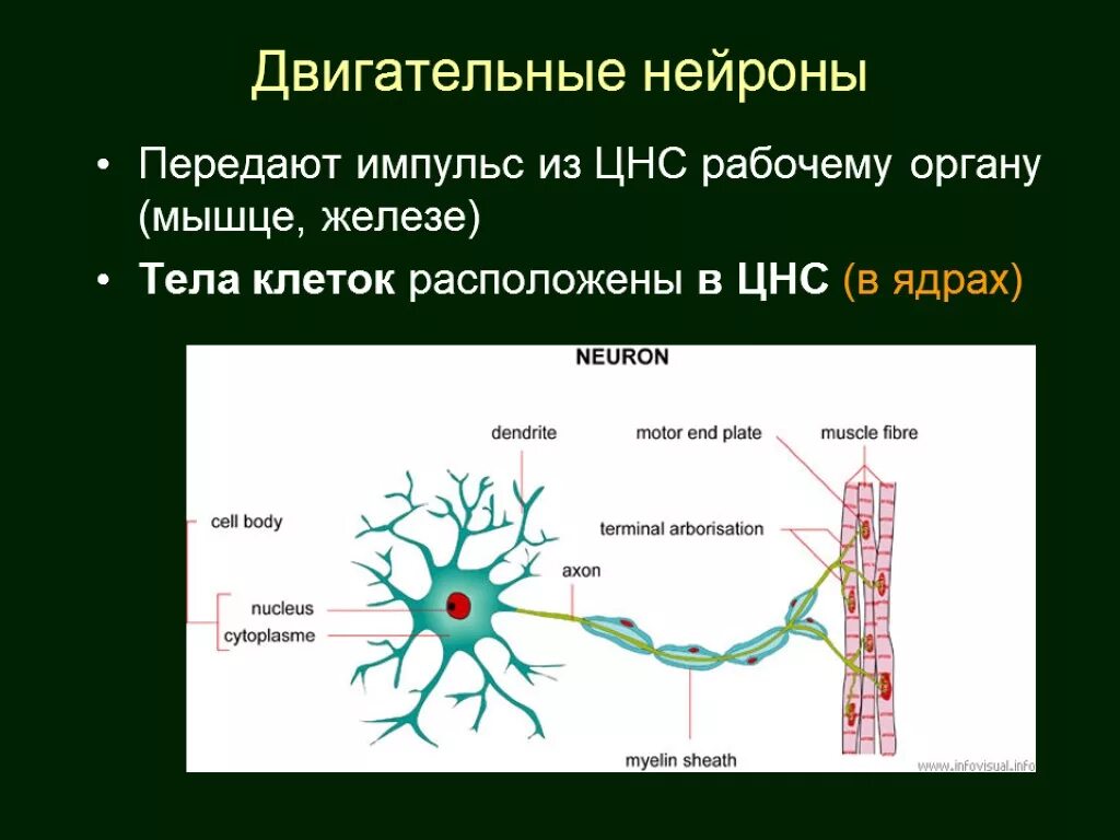 Нейрон направление передачи импульса. Двигательная нервная клетка. Аксоны двигательных нейронов. Строение двигательного нейрона.