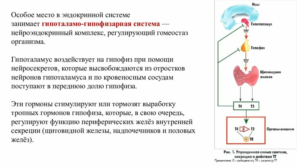 Регуляция функций организма осуществляется с помощью