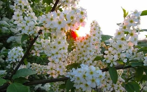 Слушать отцвела черемуха