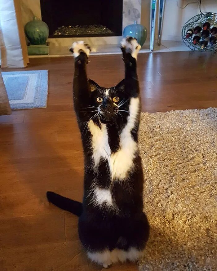 Лапки вверх. Котик с поднятыми лапками. кошка с поднятой лапой. кот лапы вверх. кошка с поднятой дапкой.