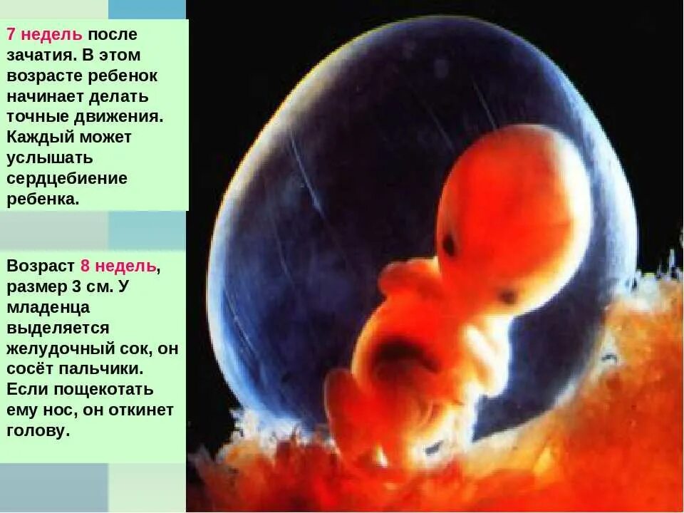 Эмбрион на 7 неделе беременности. Эмбрион на 6-7 неделе развития. Малыш на 7 неделе беременности. Ребенок ребенка 6 8 недель