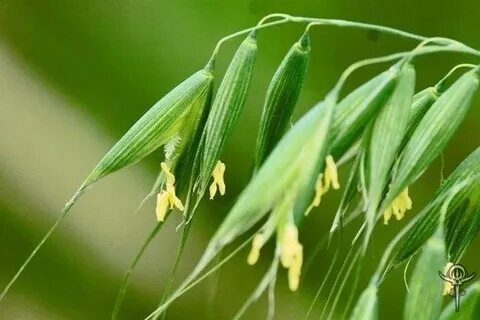Овес относится к семейству
