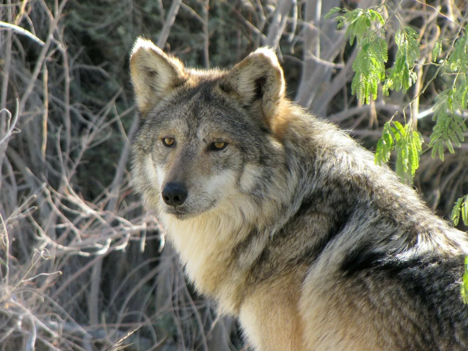 Волк canis Lupus. Canis Lupus mitochondrion волк серый. Волк Дальневосточный. Мегафаунный волк. Волк в какой природной зоне