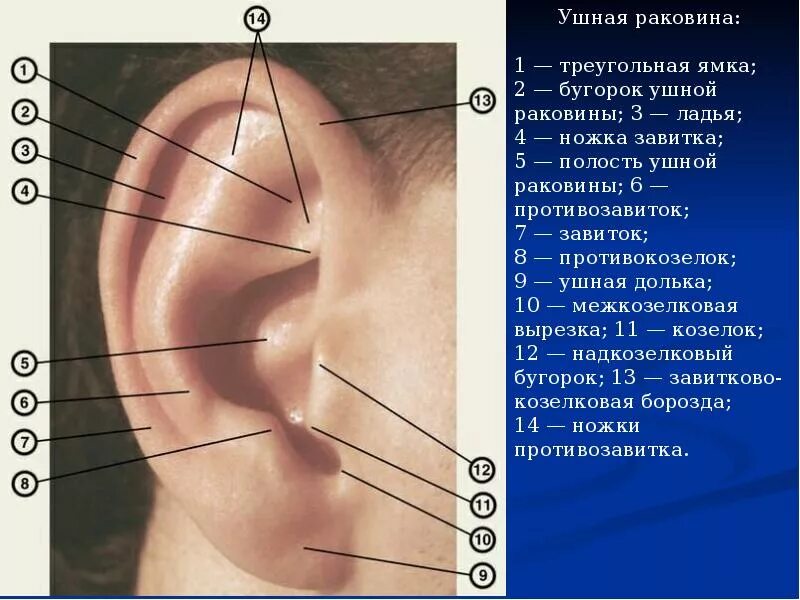 Козелок ушной раковины анатомия. Завиток и противозавиток ушной раковины. Наружная ушная раковина анатомия противокозелок. Противозавитка ушной раковины.