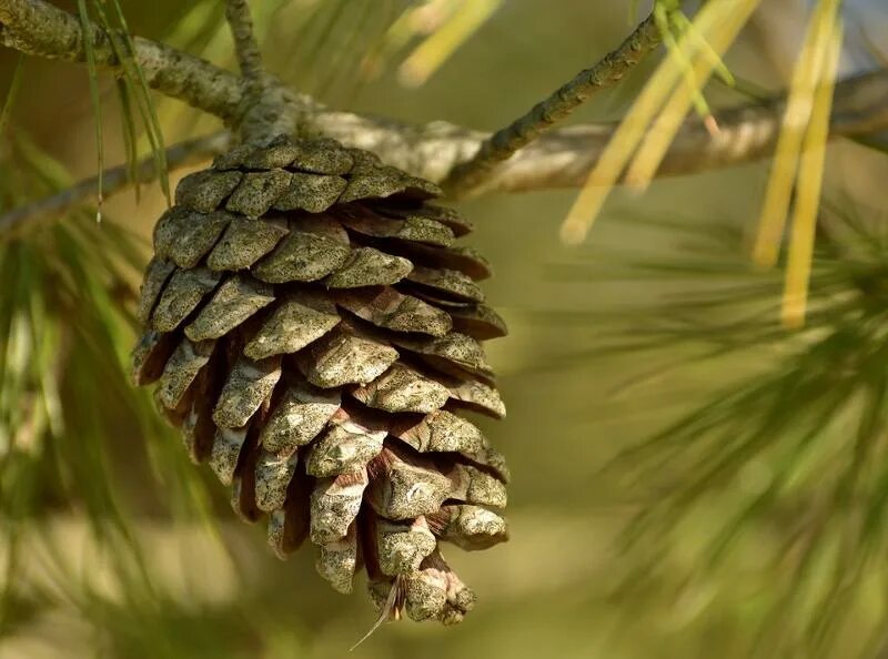 Сосна Пиния шишки. Pinus pinea шишка. Шишки сосна сосна калабрийская. Сосна Алеппская шишки.