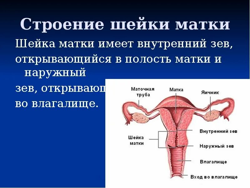 Маточный зев. Влагалищная часть шейки матки анатомия. Внутренний маточный зев. Шейка матки анатомия строение. Строение шейки и цервикального канала.