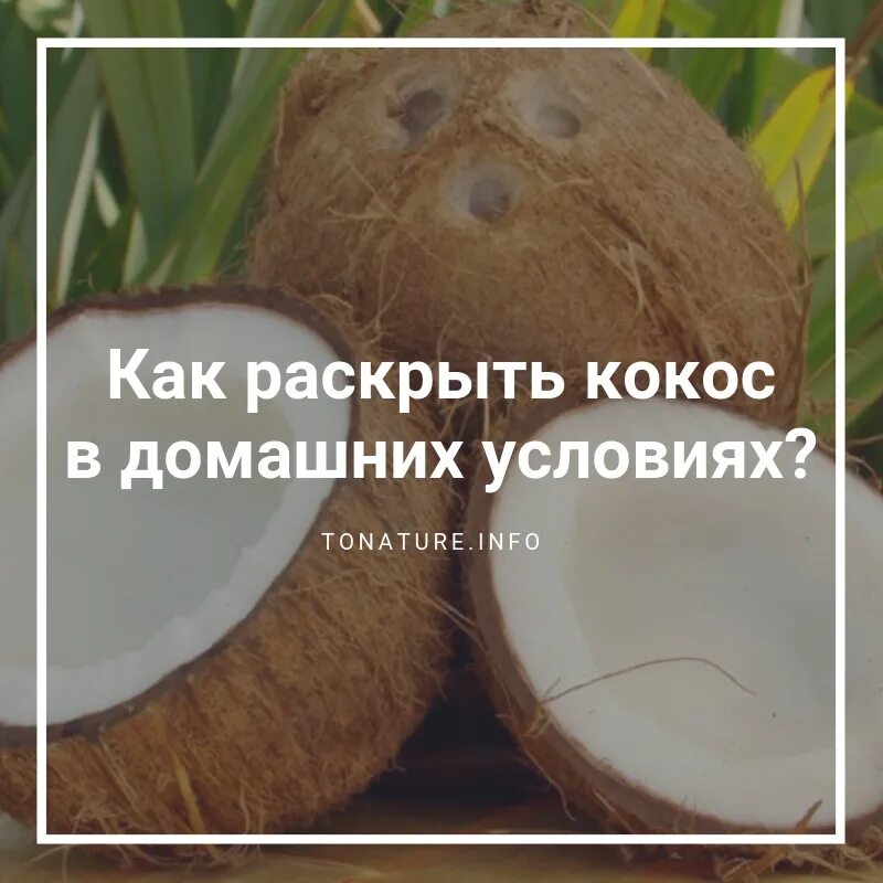 Чем является содержимое кокоса. Чем полезен кокос для организма. что полезного в кокосе. кокос польза. витамины в кокосе.
