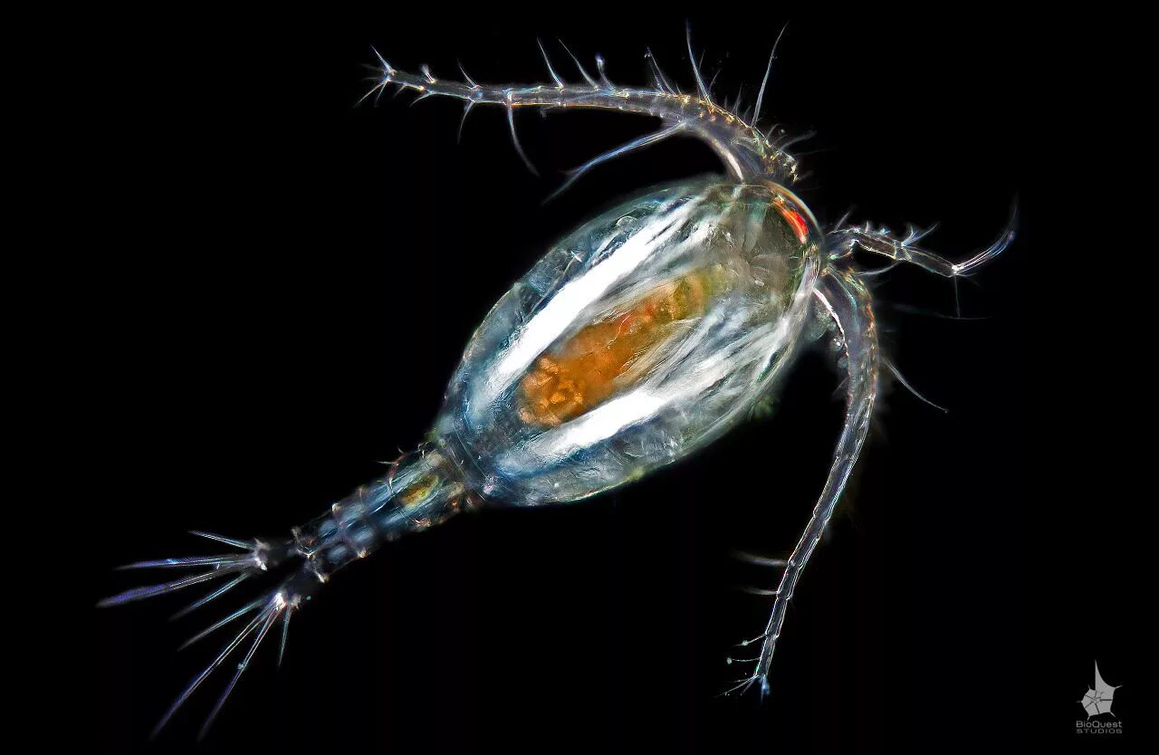 Зоопланктон пресных водоемов. Веслоногие ракообразные (Copepoda). Зоопланктон веслоногие. Веслоногий рачок Циклоп. Циклоп зоопланктон.