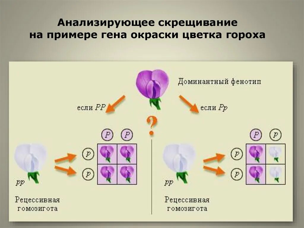 Анализирующее скрещивание кратко. Схема анализирующего скрещивания. Анализирующее скрещивание. Анализирующее скрещивание это скрещивание. Анализирующее скрещивание горох.