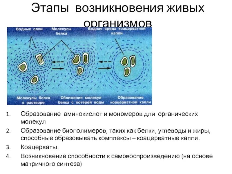 Характеристика коацерватов. Коацерваты. Процесс коацервации. Коацерватные капли. Образование коацерватов в воде