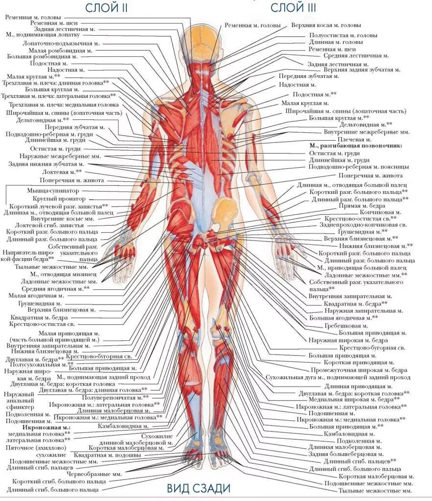 Атлас анатомия человека мышечная система. Анатомия человека атлас скелет и мышцы.