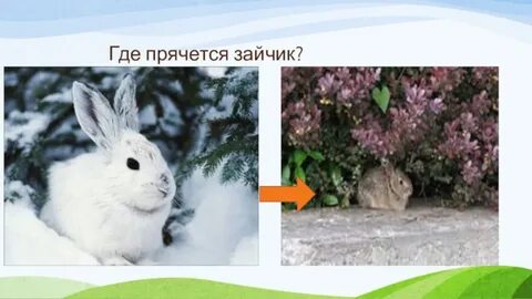 Где зайка
