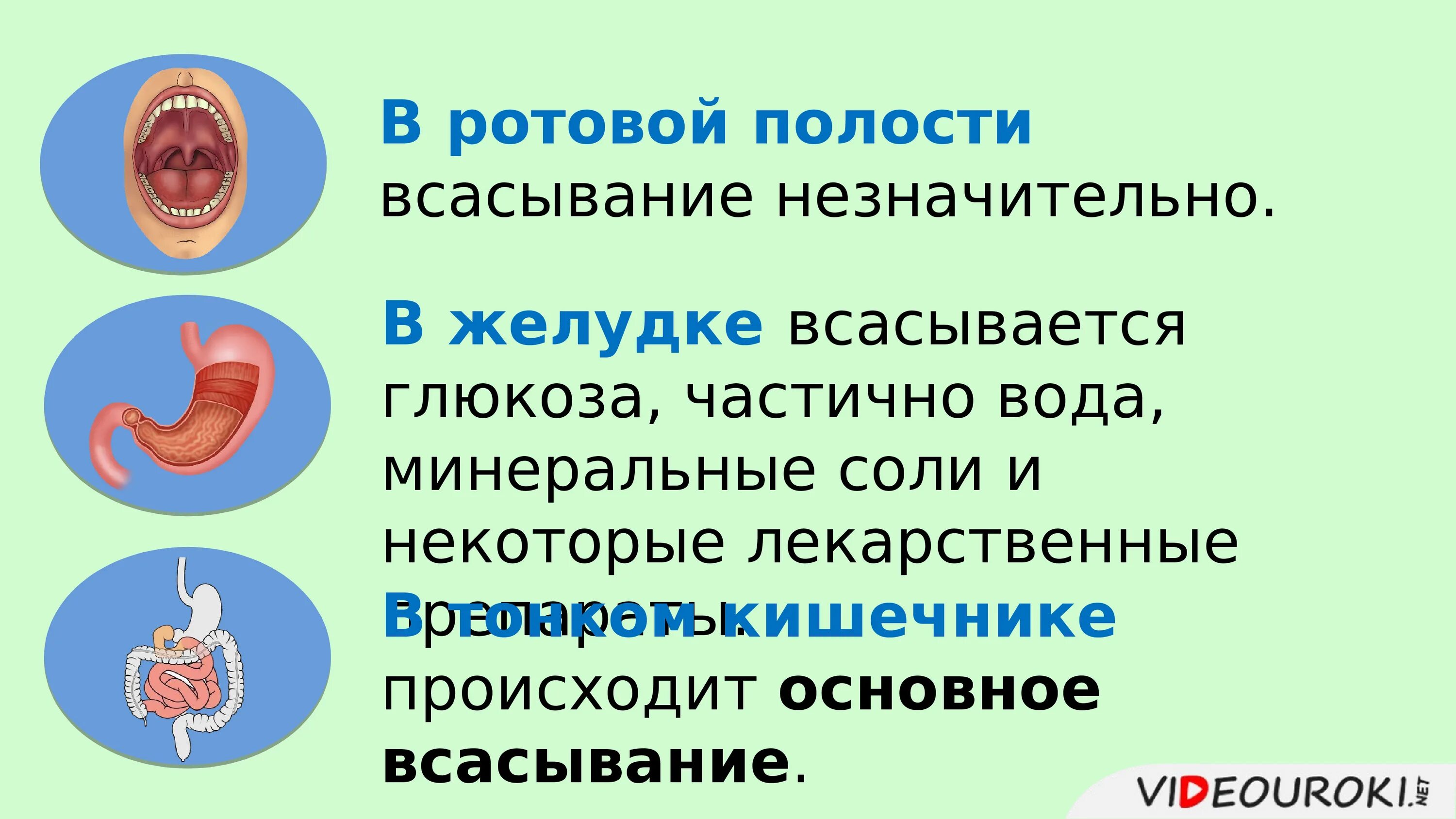 Всасывание происходит в ротовой полости и кишечнике. Пищеварение в кишечнике всасывание питательных веществ 8. Урок биологии 8 класс пищеварение в кишечнике. Всасывание питательных веществ в кишечнике 8 класс. Всасывание в ротовой полости и желудке.