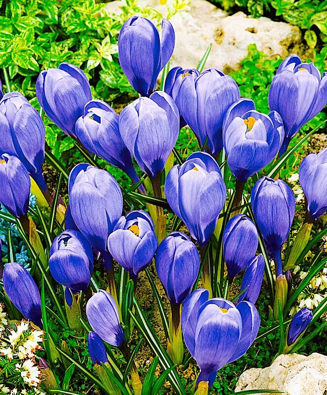 Как переводится название крокус. Armeniacum Крокус. Крокус Шафран синий. Крокус Шафран голубой цветок. Крокус кустовой.