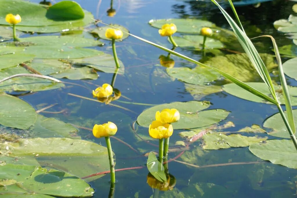 Кубышка (Nuphar). Кувшинка кубышка. Кубышка жёлтая. Растение кубышка малая. Кубышка растет