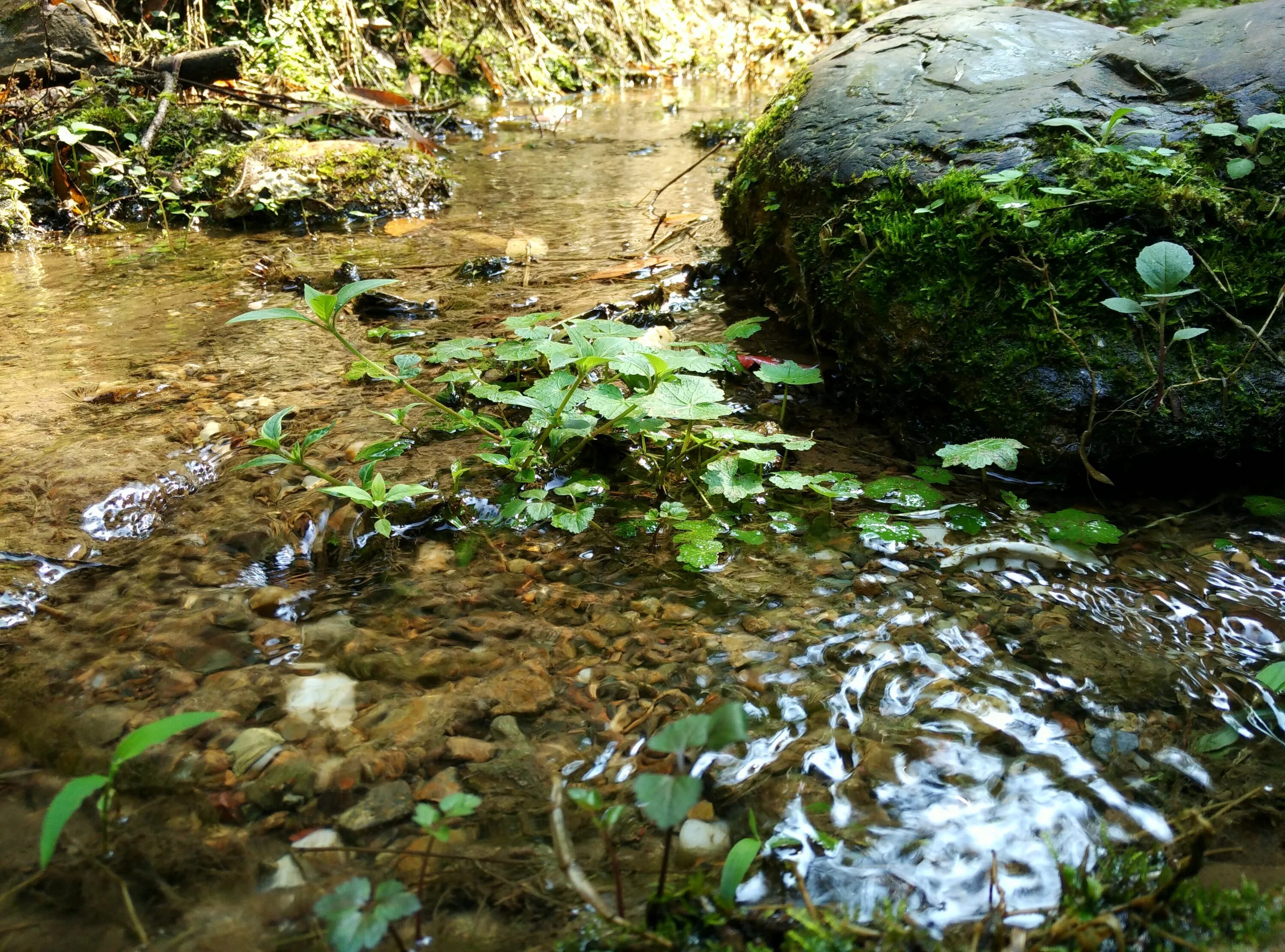 Ручей Хейнуойя. Прозрачный ручей. Растительность ручей. Прозрачная вода в ручье. Изменения в течении ручья