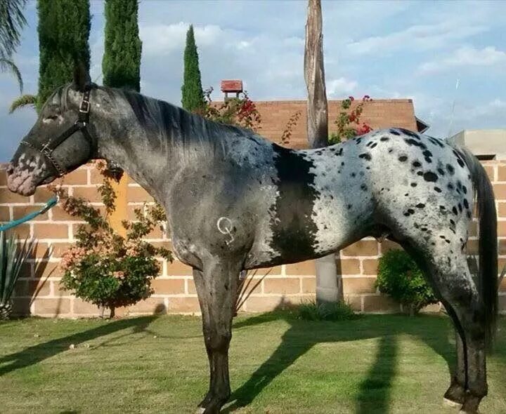 World's RAREST Horse Breeds Ever! Rare horses, Horses, Rare horse breeds