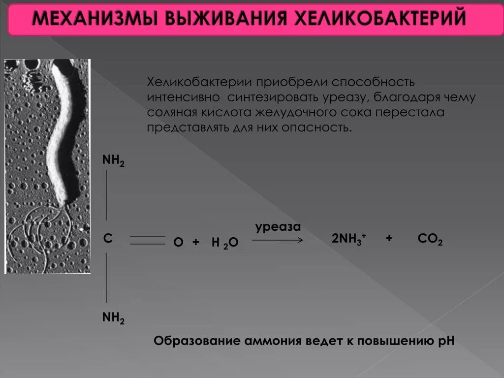 Фермент уреаза. Уреаза синтезируется. Уреаза строение. Презентация на тему хеликобактерии. Механизм действия уреазы.