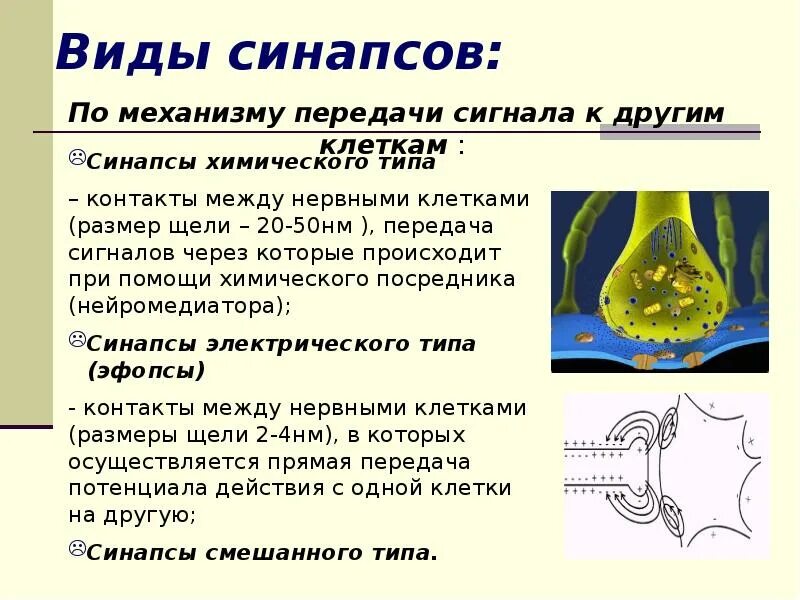 Синапс представляет собой. Виды синапсов. виды химических синапсов. типы синапсов. синапс понятие виды.