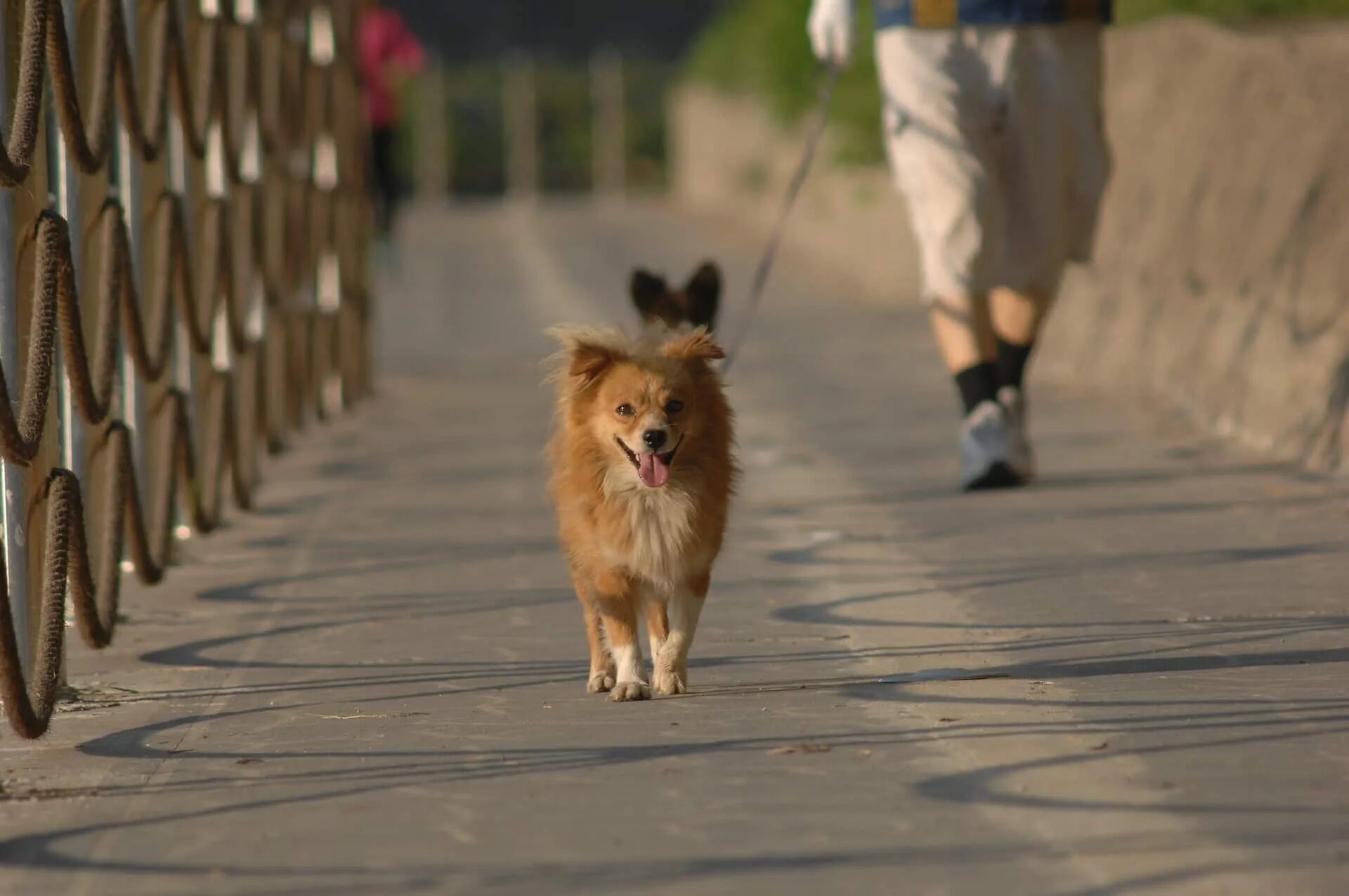 Walking pet. Щенок на прогулке. Первая прогулка с щенком. Маленькие собачки гуляют фото. Dog Walking in the Street.