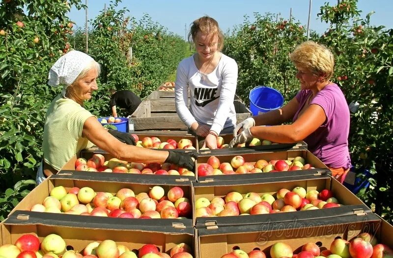 Плодовое хозяйство. Сбор яблок. Сбор урожая. Сбор урожая в саду. Уборка урожая яблок.