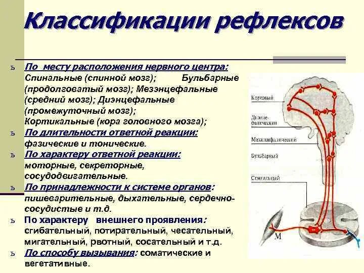 Классификация бульбарных рефлексов. Классификация рефлексов заднего мозга. Классификация рефлексов по локализации. Классификация рефлексов схема. Кашлевой рефлекс какой отдел мозга