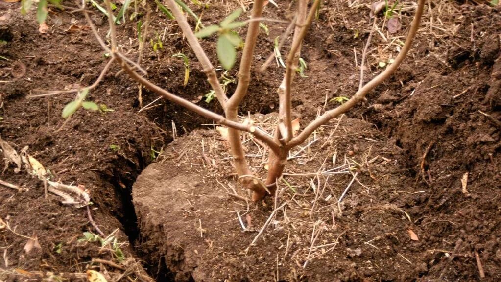 Можно ли пересадить старую. Посадка роз. Пересадить розу на другое место весной. Выкопать куст розы. Весенняя пересадка роз на другое место.