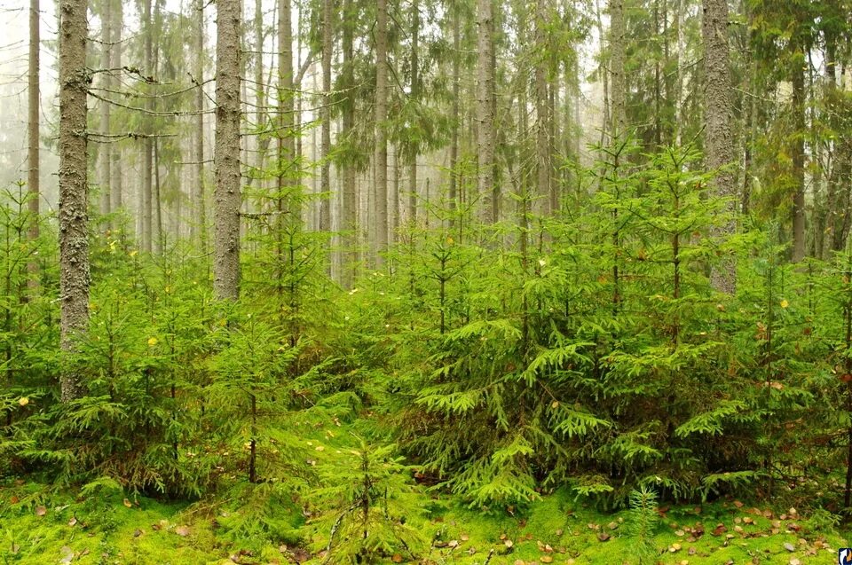 Цветы хвойных лесов. Елово широколиственный лес. Елово Сосновый лес. Подлесок тайги. Ель Елово широколиственные леса.