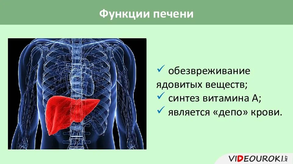 Функции печени. Функциями печени являются. Синтез веществ в печени. Печень обезвреживает ядовитые вещества. В печени обезвреживаются вещества