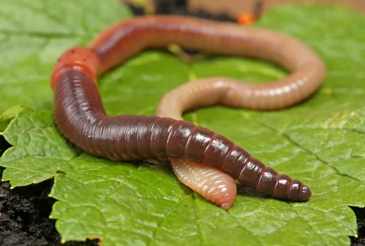 Черви весной. Кольчатые черви дождевые. Обыкновенный дождевой червь. Личинка дождевого червя.