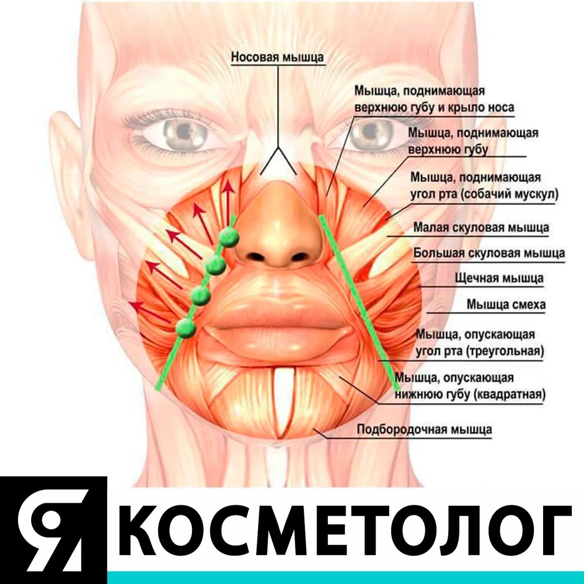 Между носом и ртом