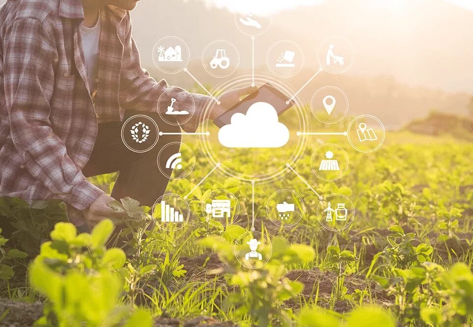 стартап в сельском хозяйстве. стартап в сельском хозяйстве. сити фермерство сингапур. современные технологии в агрономии. инновации в сельском хозяйстве.