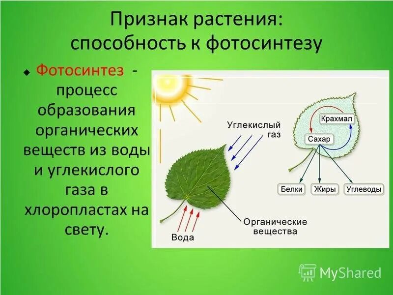 Фотосинтез растений 6 класс биология. Фотосинтез 10 класс биология фотосинтез. Процесс фотосинтеза у растений схема. Процесс фотосинтеза у растений схема 6 класс. В результате фотосинтеза образуются крахмал