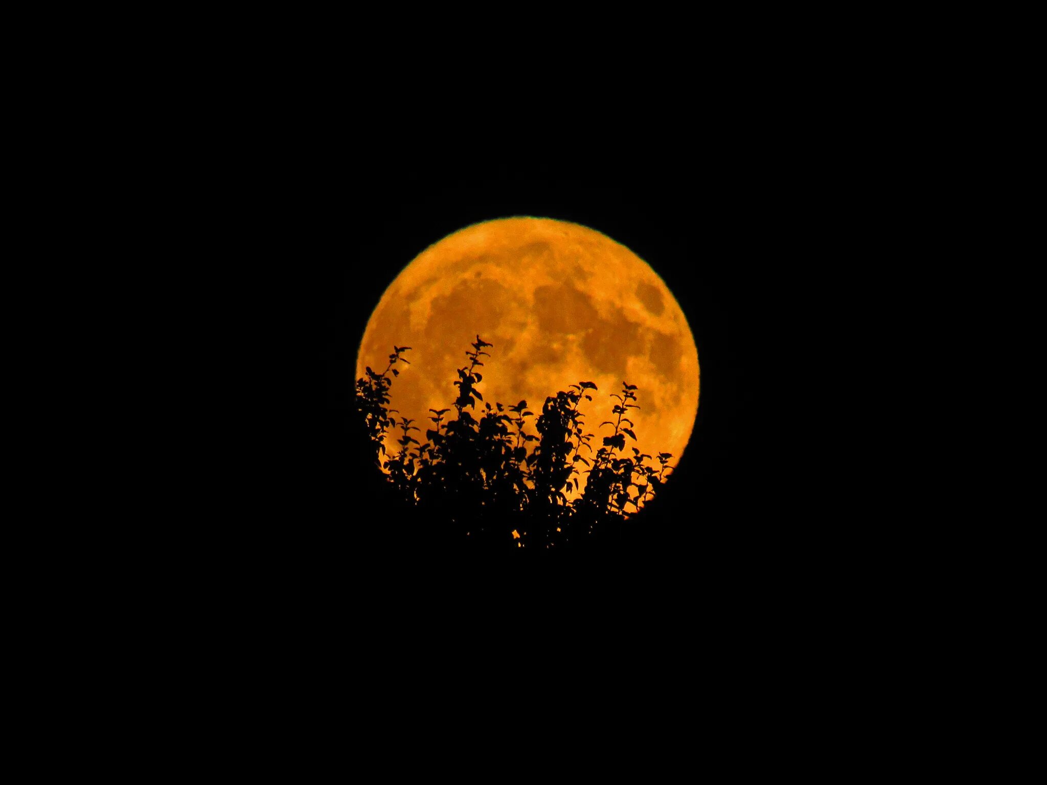 Большая оранжевая луна. Оранжевая Луна. Темно оранжевая Луна. Оранжевое полнолуние. Полнолуние оранжевая Луна.