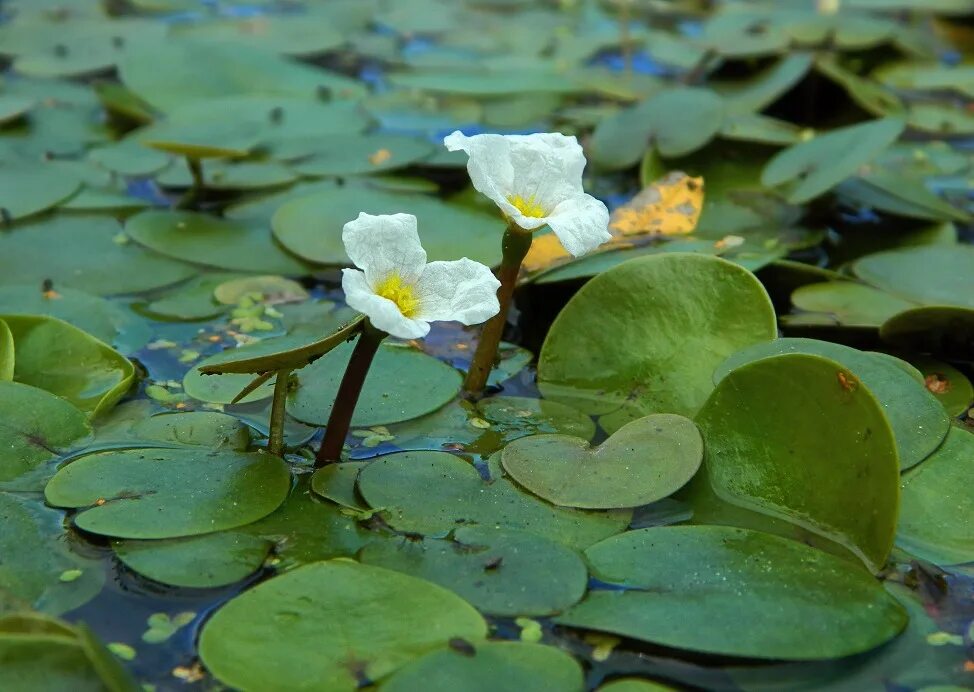 Водокрас обыкновенный. Водокрас Лягушачий. Hydrocharis morsus-Ranae. Водокрас аквариумное растение.