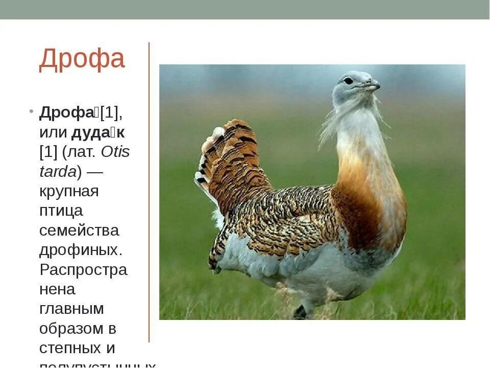 Сообщение о животном дрофа. Краснокнижная птица дрофа. краткое сообщение о дрофе. степная дрофа дудак. сообщение о дрофе 4 класс.