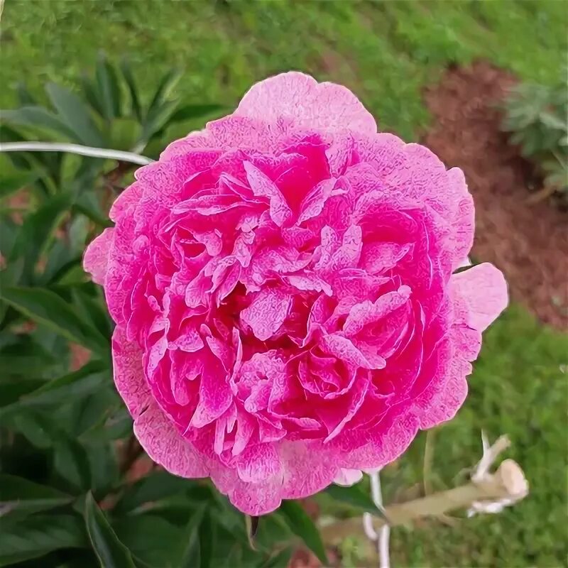 Пион питертье фринд фото Пион травянистый Питертье Фринд Вагенаар (Paeonia Pietertje Vriend Wagenaar) С5